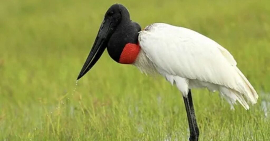 Jabiru Storks