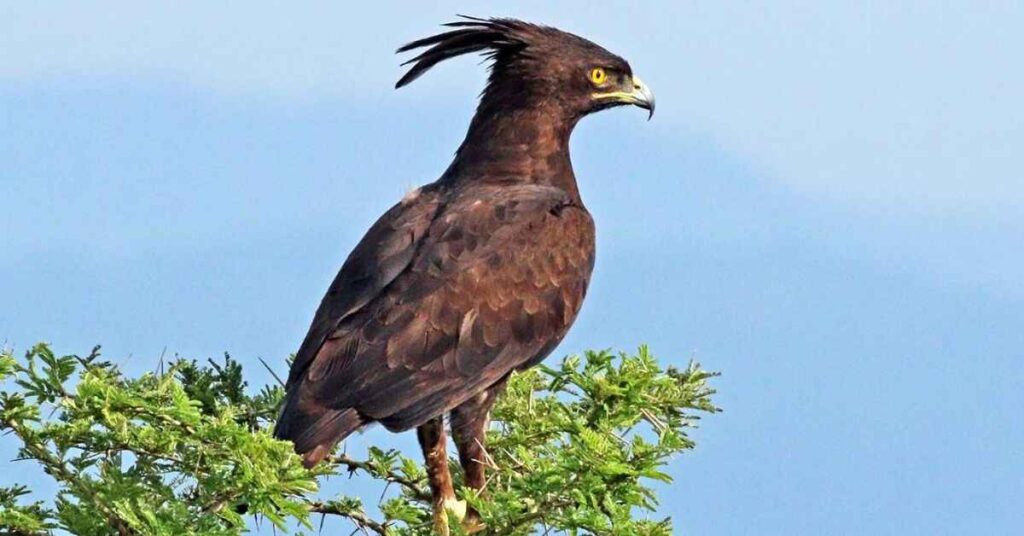 Long-crested Eagle (Lophaetus occipitalis) 