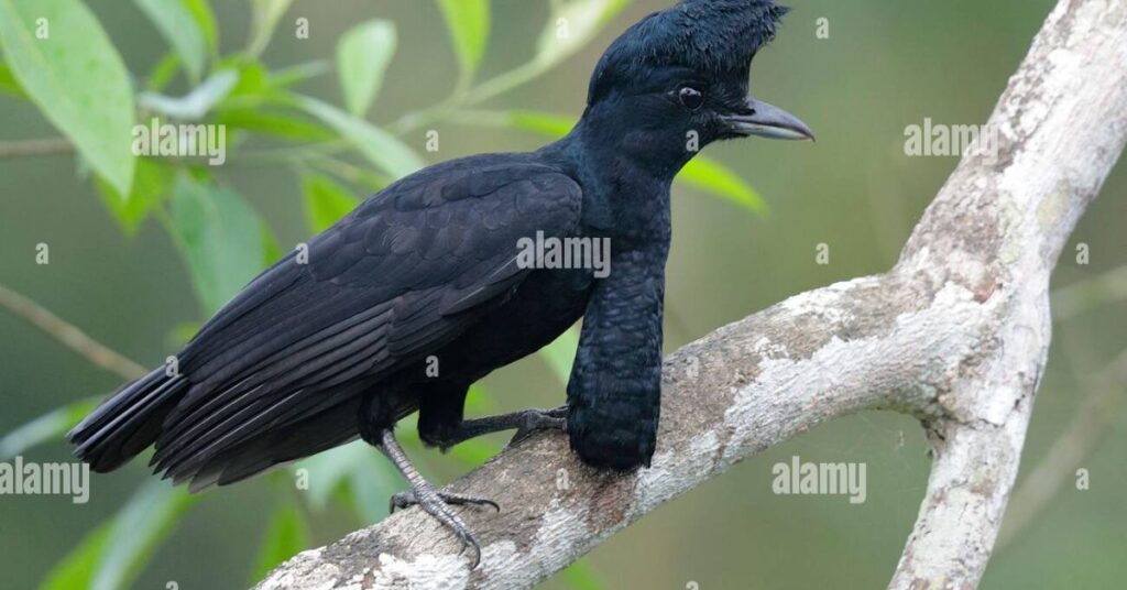 Long-wattled Umbrellabird