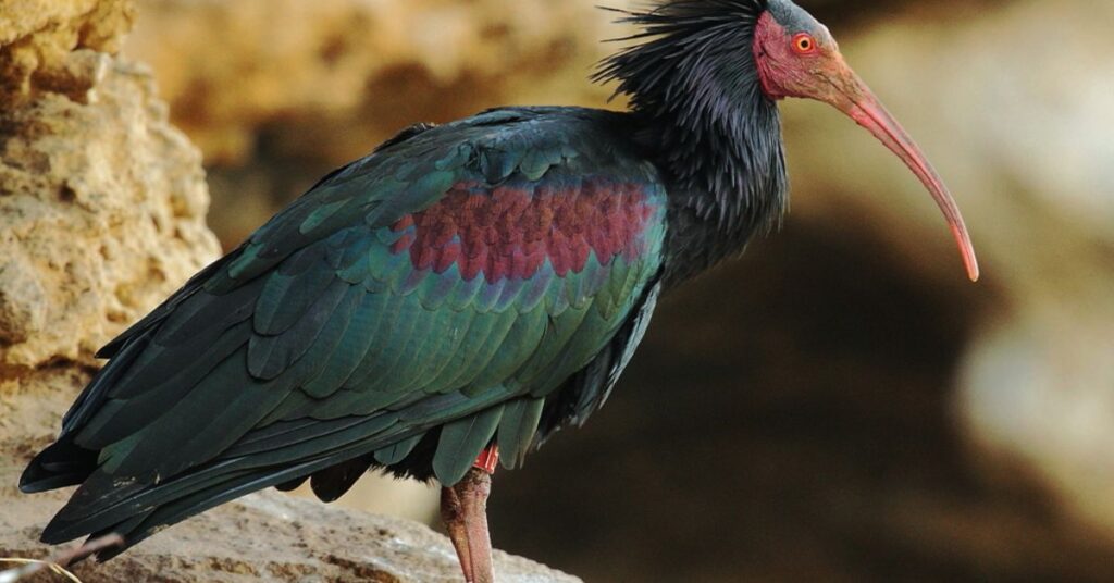 Northern Bald Ibis