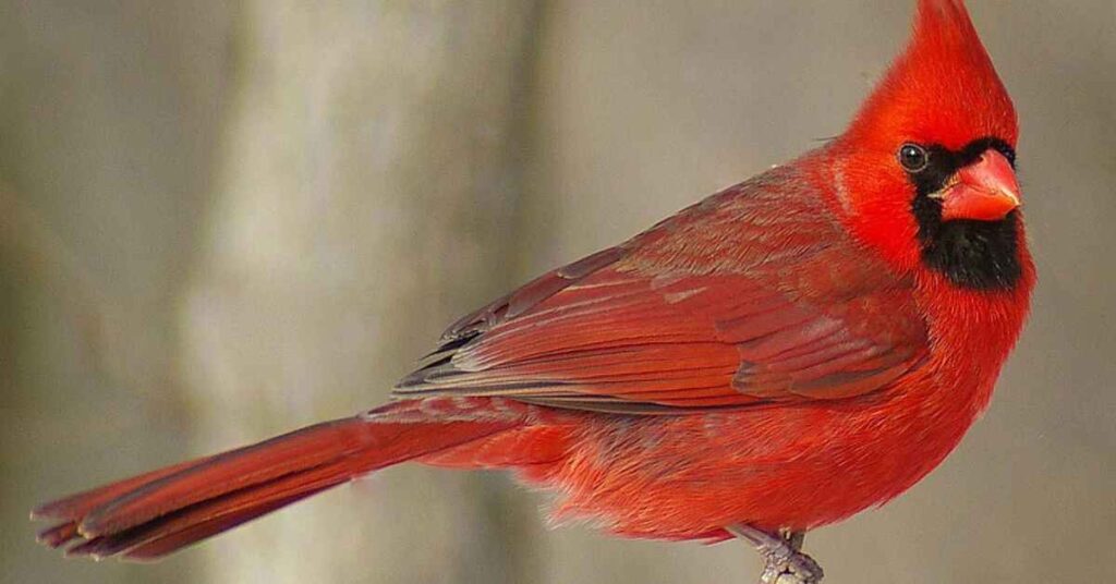 Northern Cardinal (Cardinalis cardinalis) 