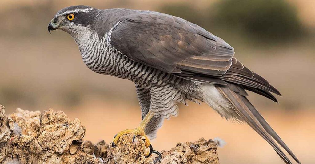 Northern Goshawk 