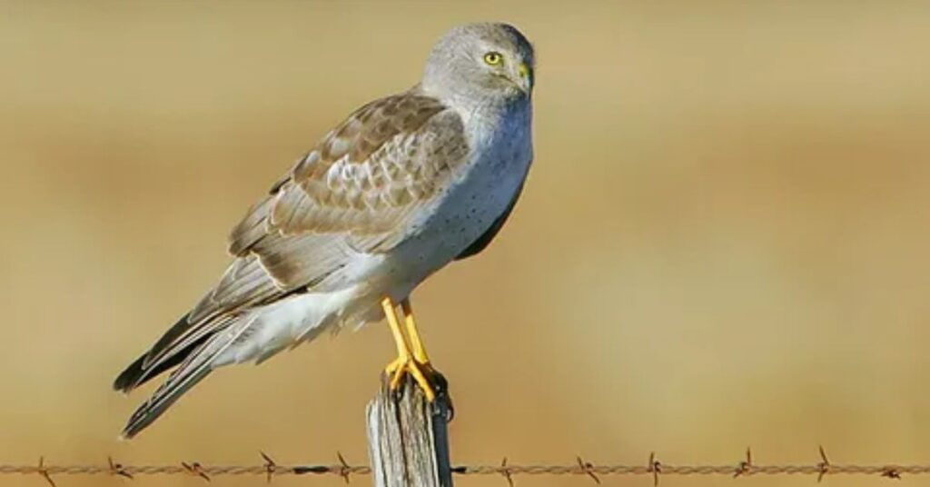 Northern Harrier