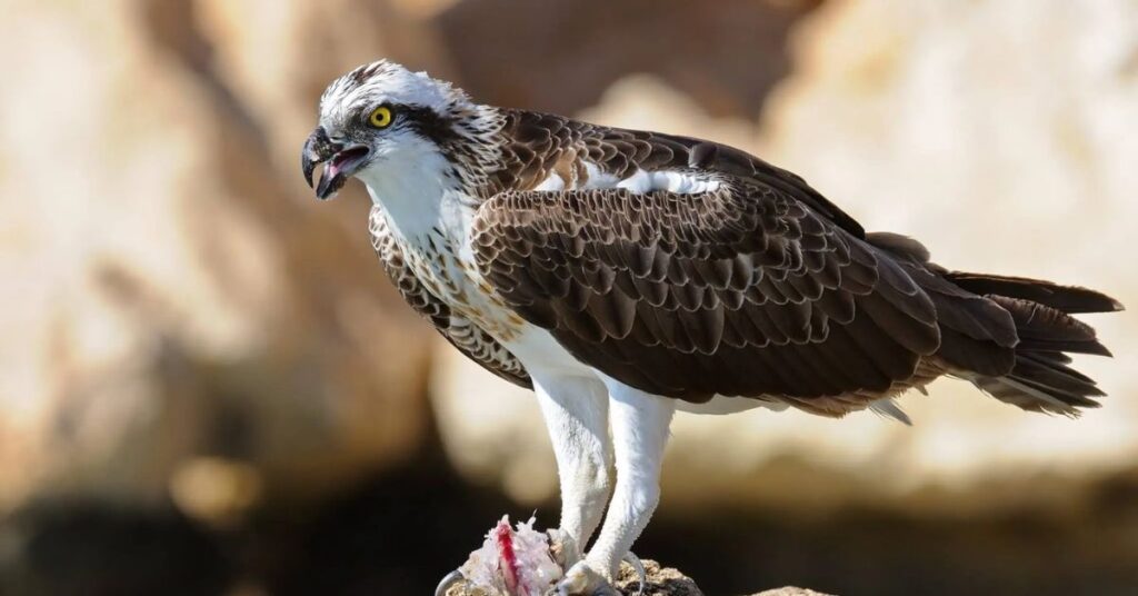 Osprey