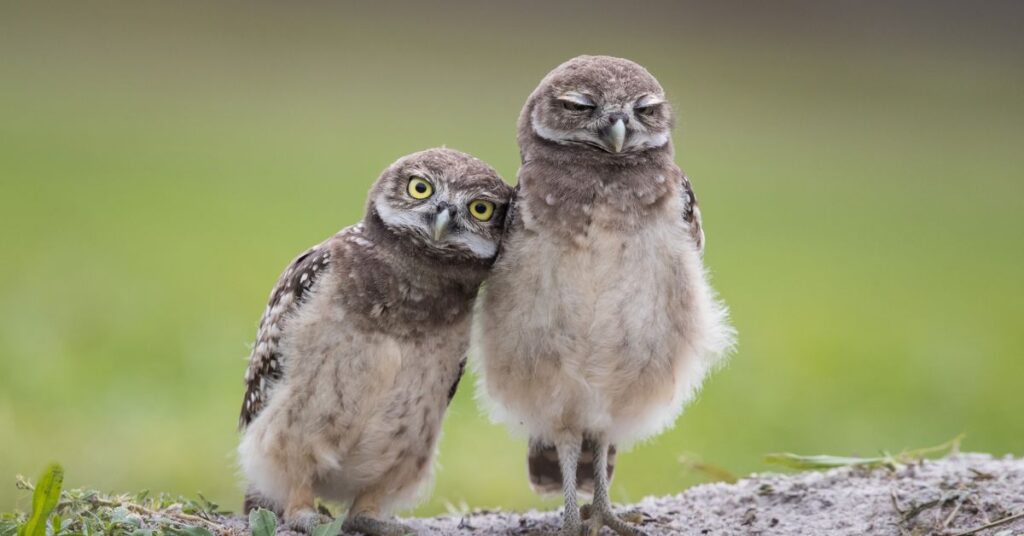 Owls