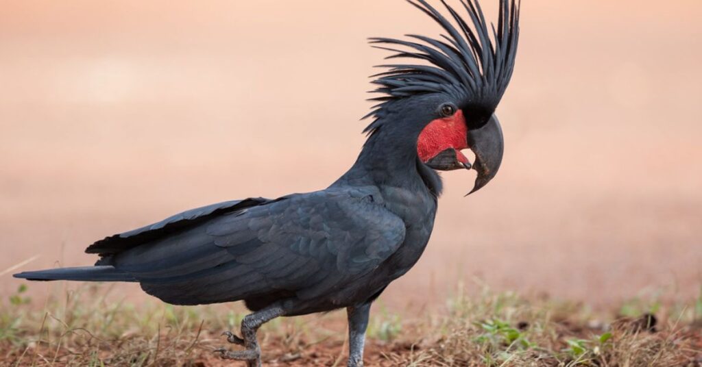 Palm Cockatoo (Probosciger aterrimus)