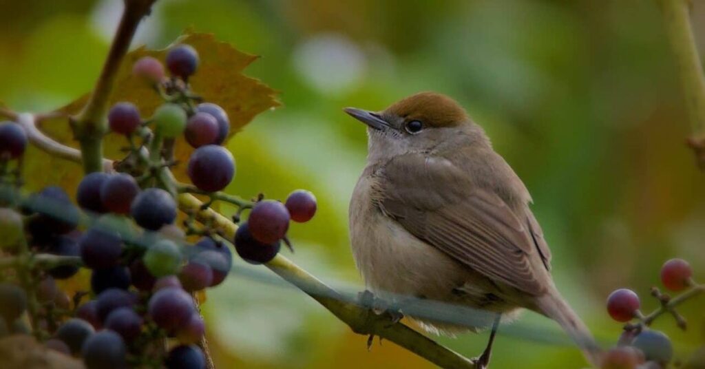 Preparing Grapes for Wild Birds