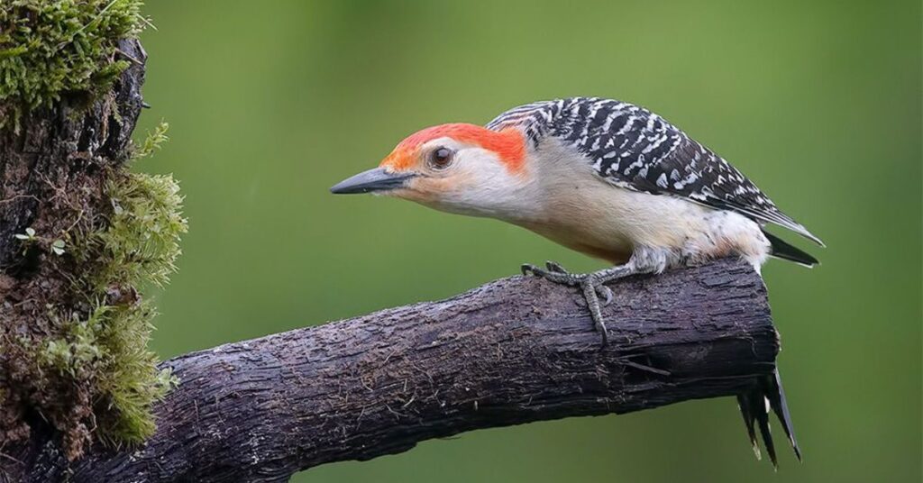 Red-Bellied Woodpecker