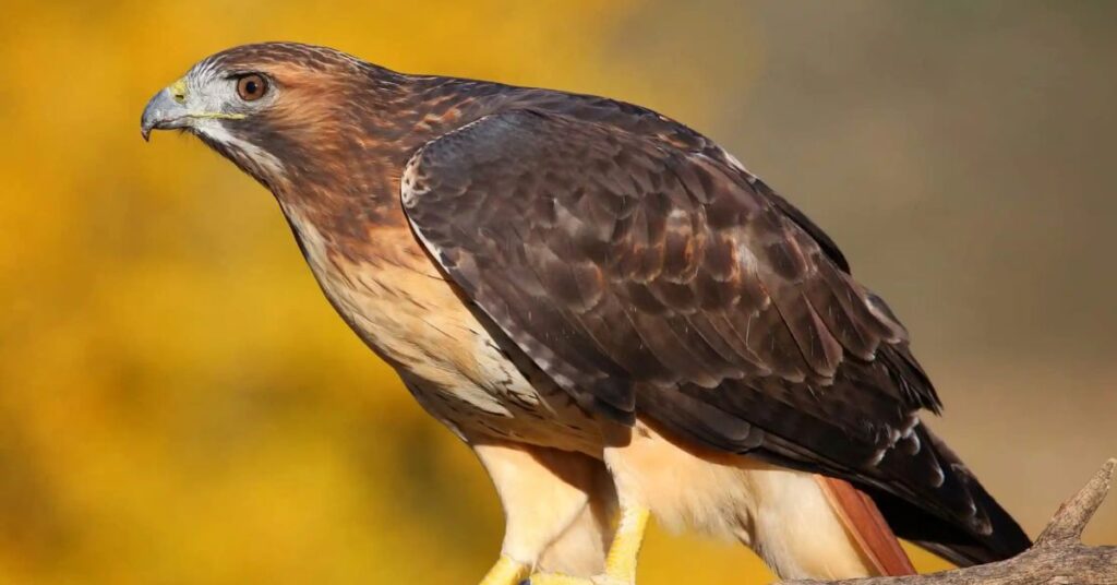 Red-shouldered Hawk Texas