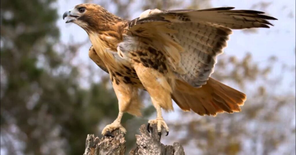 Red tailed Hawk