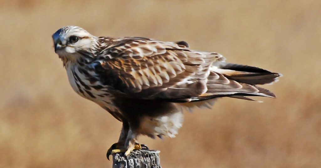 Rough-legged Hawk