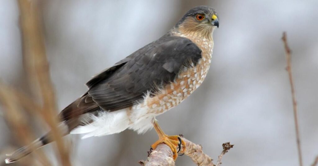 Sharp-shinned Hawk