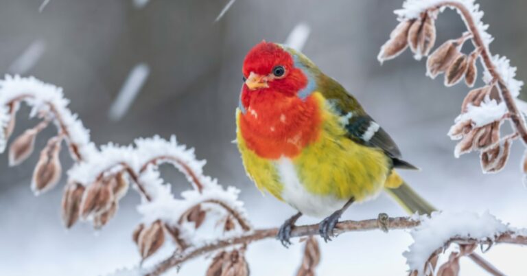 Shima Enaga Japan's adorable snow bird