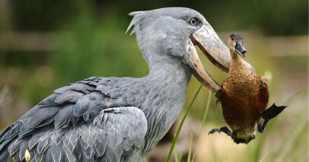 Shoebill