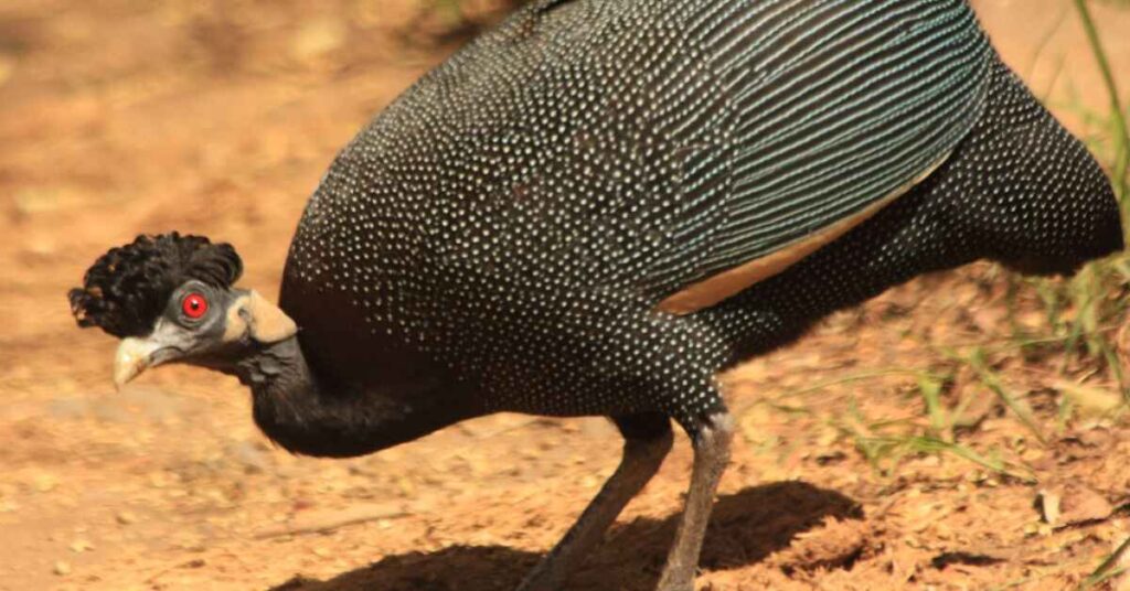 Southern Crested Guineafowl (Guttera edouardi) 