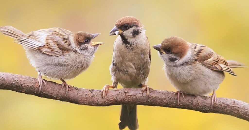 Sparrow symbolism in literature