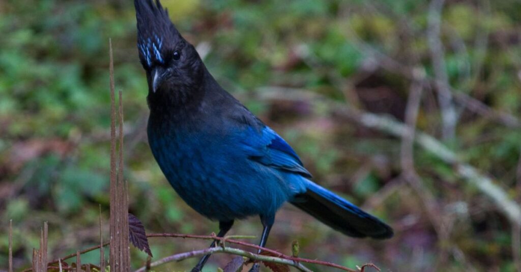 Steller’s Jay (Cyanocitta stelleri)