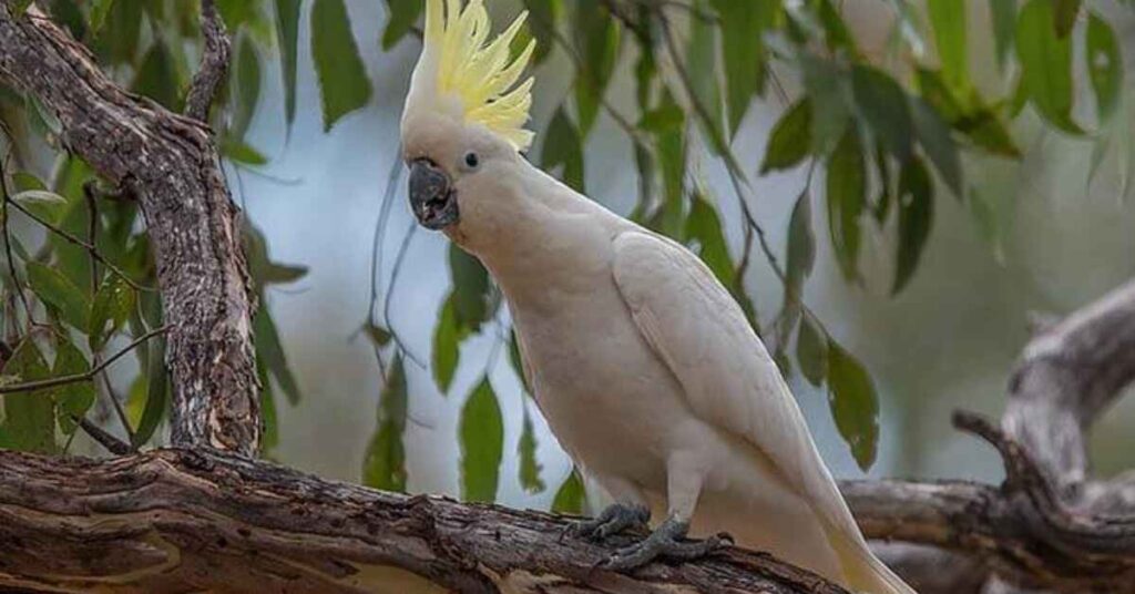 Sulphur-crested Cockatoo (Cacatua galerita) 