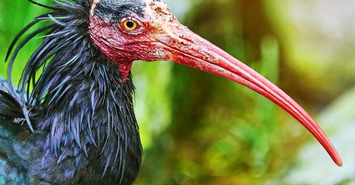 Top 25 Ugly Birds in the World