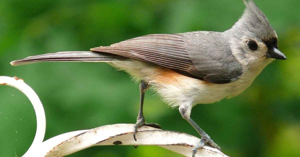 Tufted Titmouse (Baeolophus bicolor) 