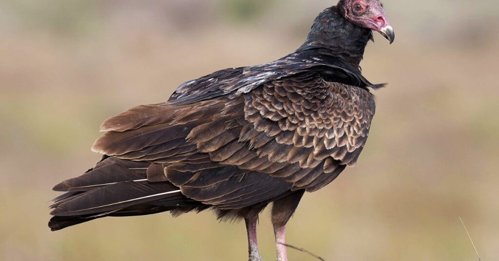 Turkey Vulture