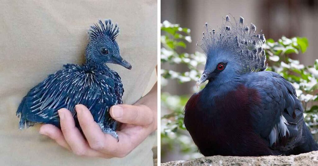 Victoria Crowned Pigeon (Goura victoria) 