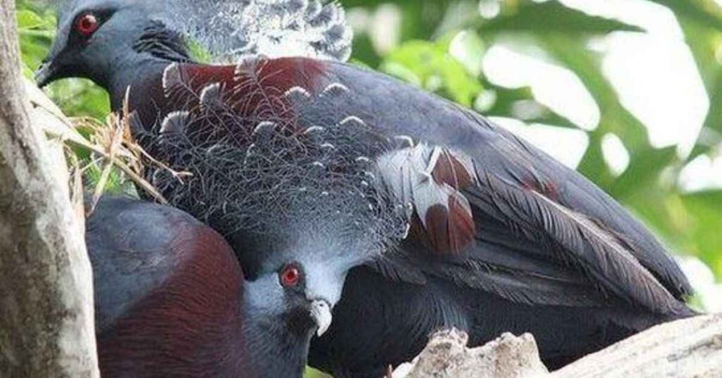 Western Crowned Pigeon (Goura cristata)