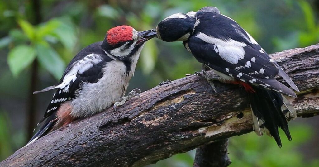 What It Means If You See a Woodpecker