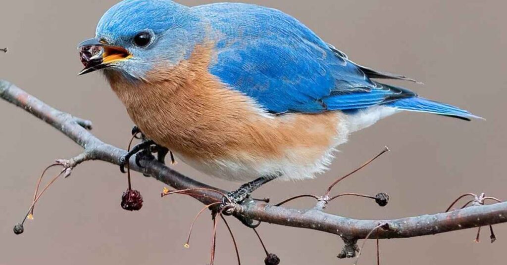 What do bluebirds eat at feeders 