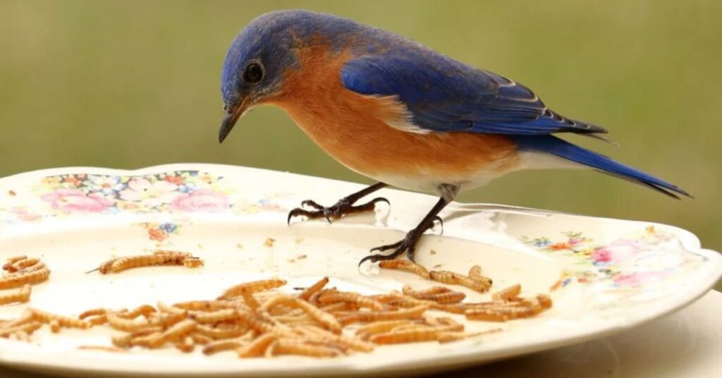 What do bluebirds eat at feeders