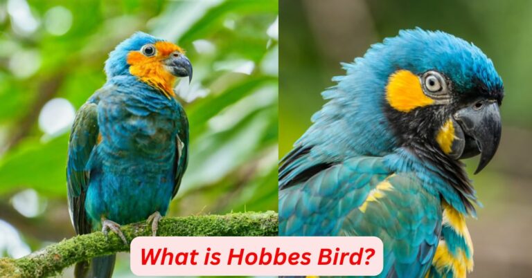 What is Hobbes Bird