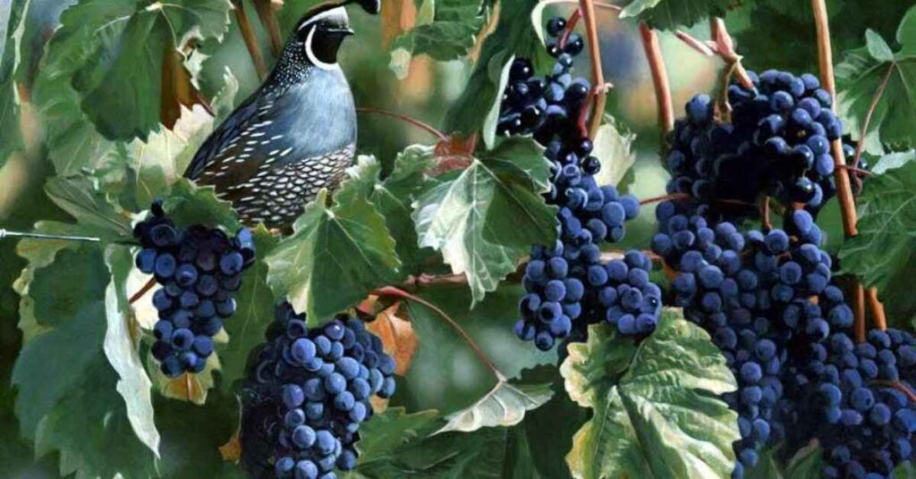 Which Bird Species Enjoy Grapes 