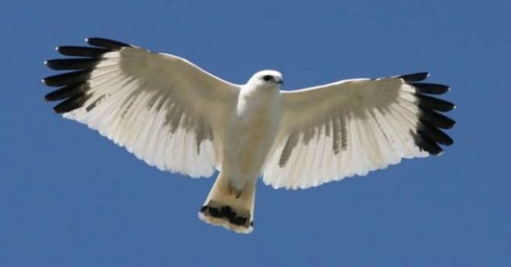 White-tailed Hawk