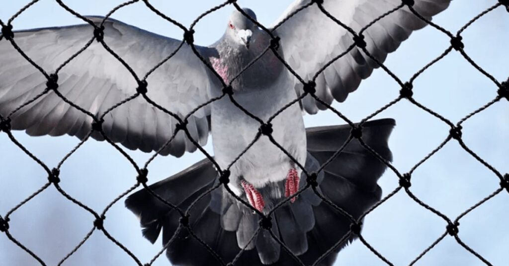 Why You Need Bird Netting Benefits and Advantages