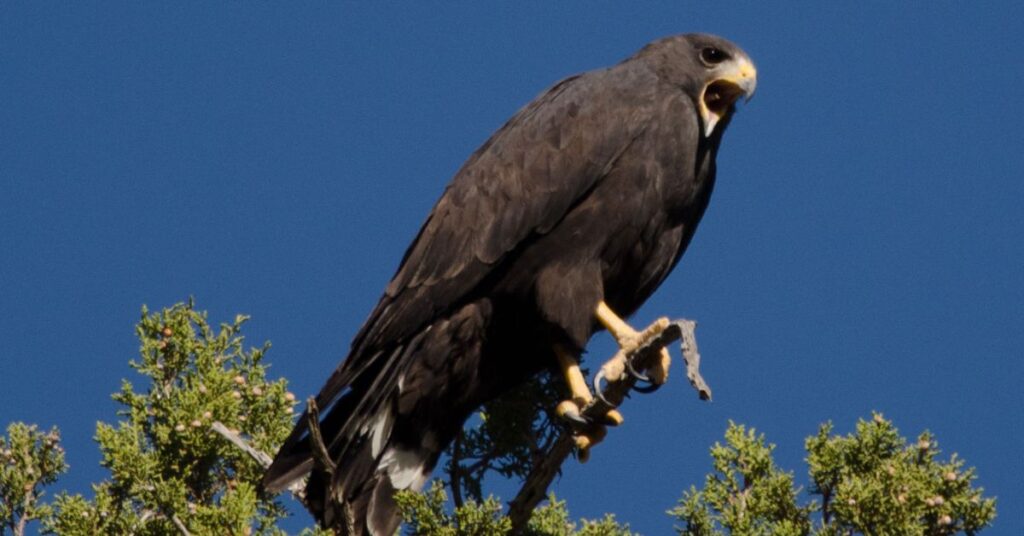 Zone-tailed Hawk