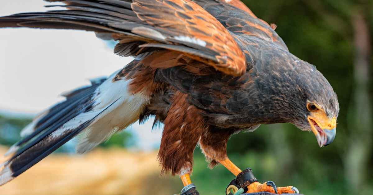 florida birds of prey