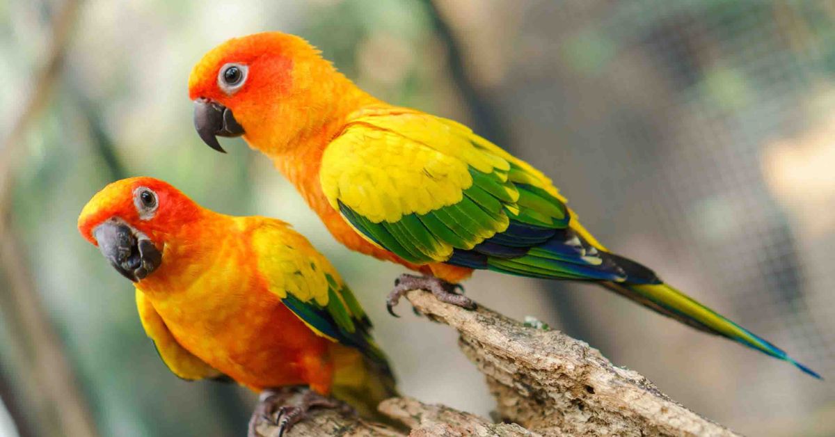 sun conure price