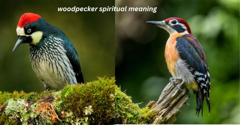 woodpecker spiritual meaning