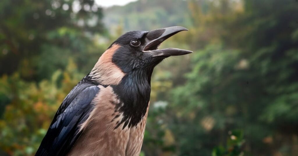 Crows Communication and Vocalizations 