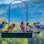 Bird Feeder Tray