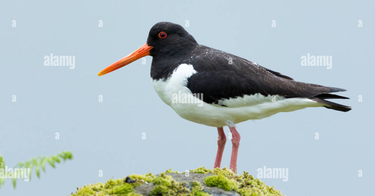 Bird With A Orange Beak