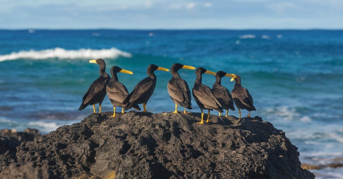 Birds of Maui