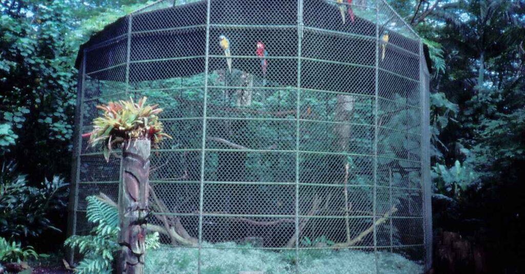 Choosing the Right Bird Aviary 