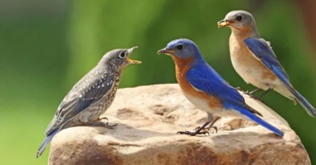 Do bluebirds in california come back to the same house every year