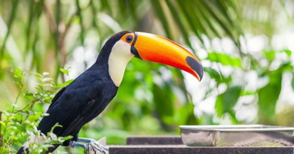 Feature about bird with a orange beak