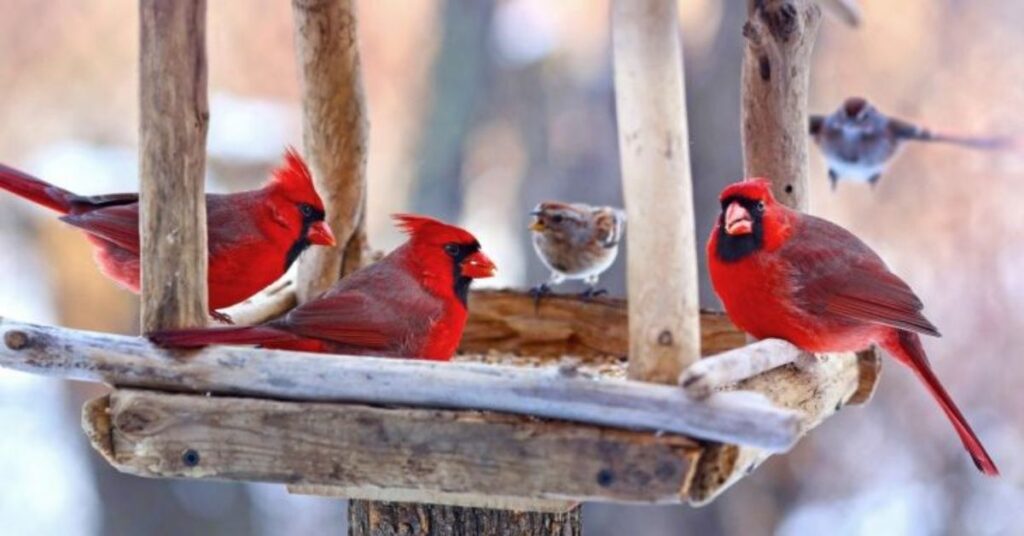 Homemade bird feeders for cardinals