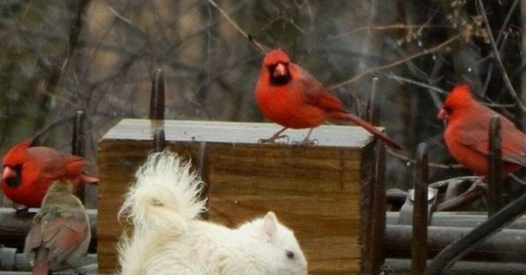 How do you birds feed cardinals and not squirrels