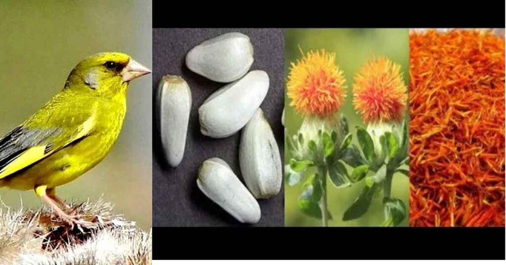 How long does safflower seed birds germination take