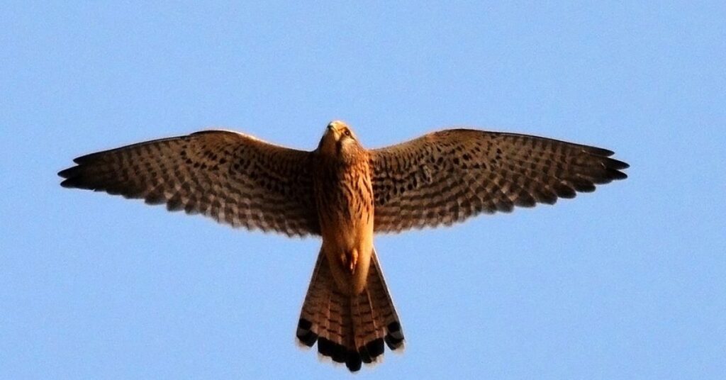 Las Vegas bird watching