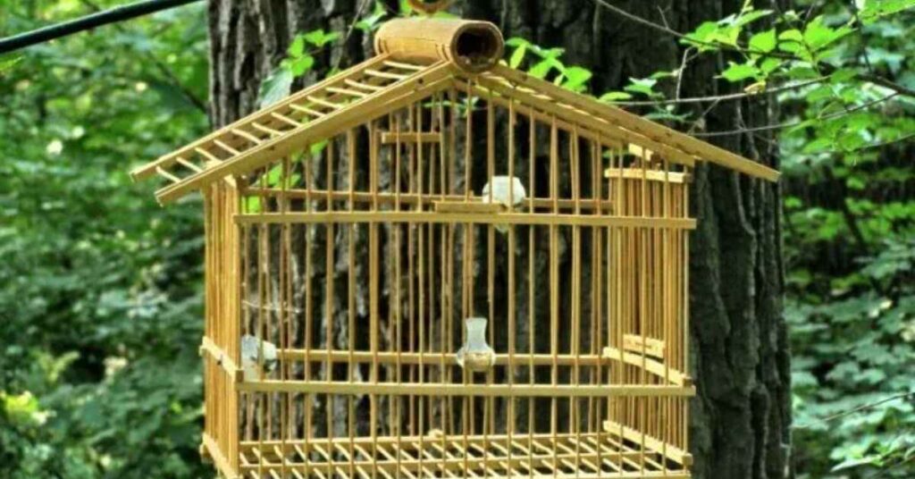 Maintaining Your Bird Aviary 